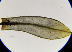 Ptychostomum capillare