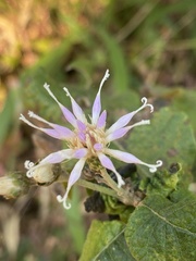 Gymnanthemum amygdalinum