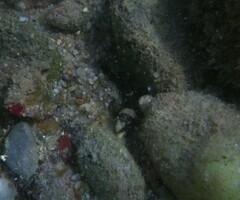 Chromogobius quadrivittatus