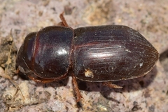 Acinopus almeriensis