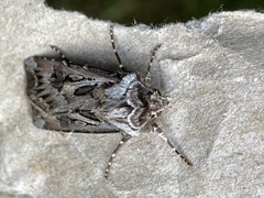 Agrotis vestigialis
