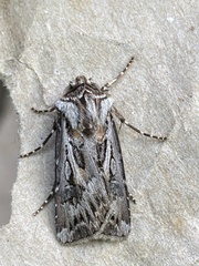 Agrotis vestigialis