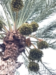 Phoenix dactylifera