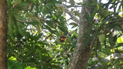 Pteropus seychellensis seychellensis