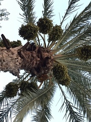 Phoenix dactylifera