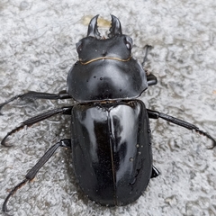 Neolucanus