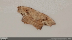 Phalacra strigata