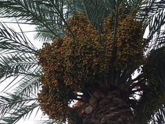 Phoenix dactylifera