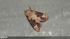Formofentonia orbifer