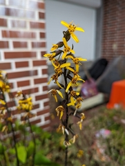 Ligularia kojimae