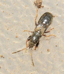 Piezoscelis staphylinus