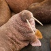 Walrus - Photo (c) jfavery, some rights reserved (CC BY-NC)