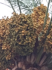 Phoenix dactylifera