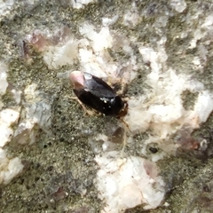 Camptozygum aequale