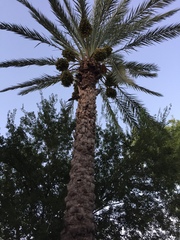 Phoenix dactylifera