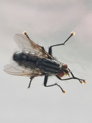 Diptera
