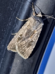 Agrotis munda