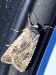 Agrotis munda