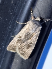 Agrotis munda