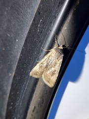 Agrotis munda