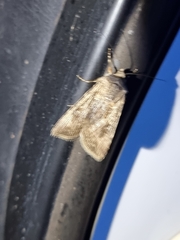 Agrotis munda