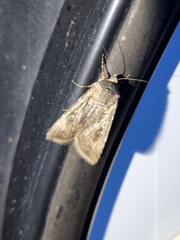 Agrotis munda