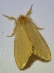 Euproctis lutea