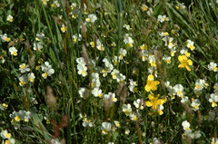 Viola lutea