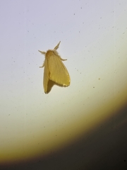 Euproctis lutea