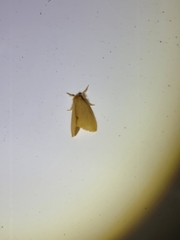 Euproctis lutea