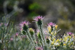 Isopogon adenanthoides
