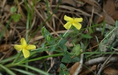 Hypericum tetrapetalum