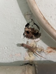 Hemidactylus frenatus