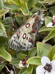 Parnassius
