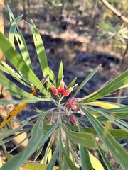 Grevillea refracta