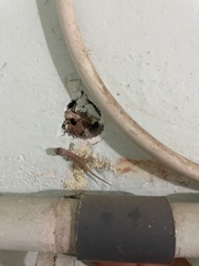 Hemidactylus frenatus