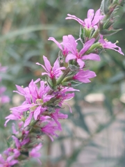 Lythrum salicaria