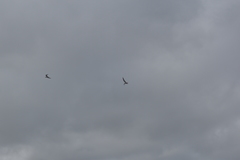 Sternula antillarum browni