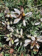 Chamaecytisus austriacus