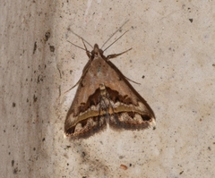 Lepidoptera