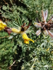 Chamaecytisus austriacus