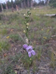 Penstemon pseudoputus