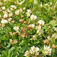 Trifolium repens