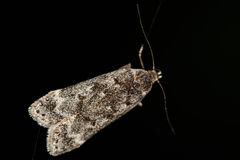 Anacampsis populella