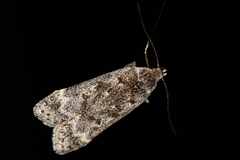 Anacampsis populella