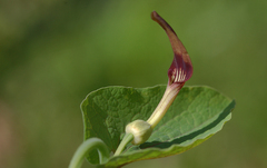 Aristolochia rotunda
