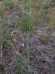 Penstemon pseudoputus