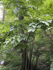 Tilia miqueliana