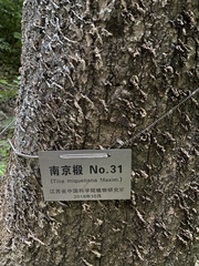 Tilia miqueliana