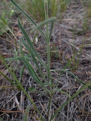 Penstemon pseudoputus